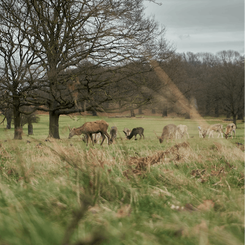 Immerse yourself in nature at Richmond Park
