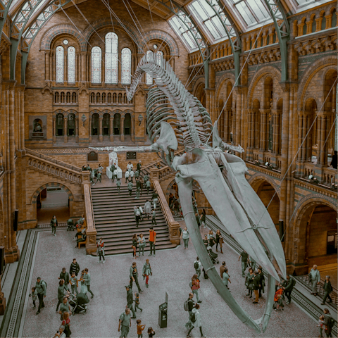 Walk twenty minutes to the Natural History Museum and the V&A