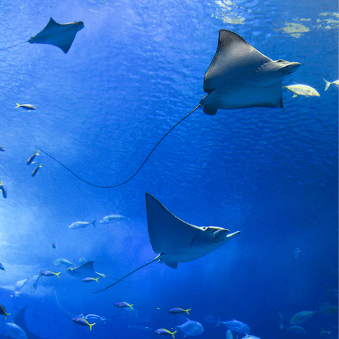 Visit Dubai's famous Aquarium and Underwater Zoo,