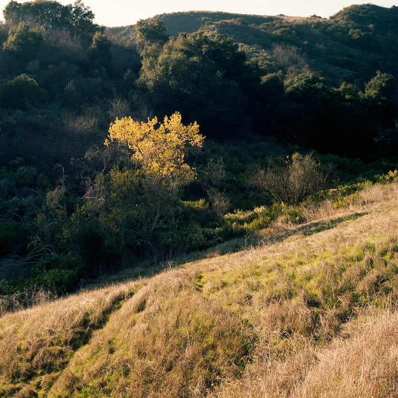 Explore Topanga Canyon's many hiking trails and stunning landscapes