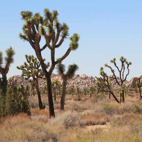 Spend the day at Joshua Tree National Park, just a twelve-minute drive away