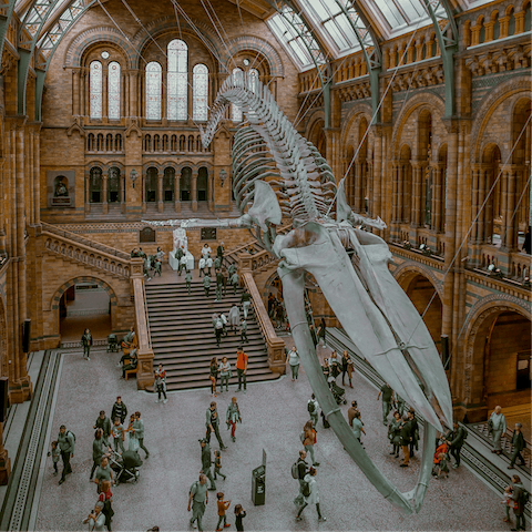 Spend an afternoon sauntering about the displays in the Natural History Museum, twelve minutes' walk away