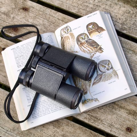 Make use of the binoculars and bird-watching guidebooks provided – see if you can spot a willow warbler