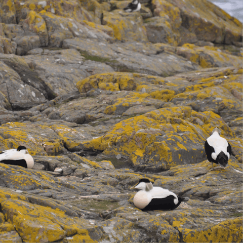 Go on a birdwatching tour around the Farne Islands, visited via ferry from nearby Seahouses