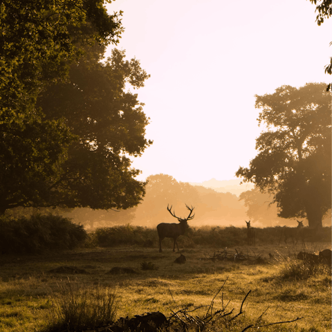 Visit Richmond Park on a sunny afternoon, an eleven-minute drive away