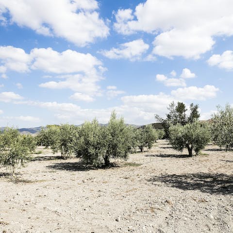 Wander the ancient olive groves surrounding the farm