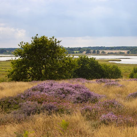 Walk the footpaths through the marshes 