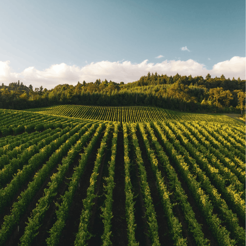 Choose from the dozens of wineries within a five-mile radius – it takes two minutes to walk to Amador Cellars