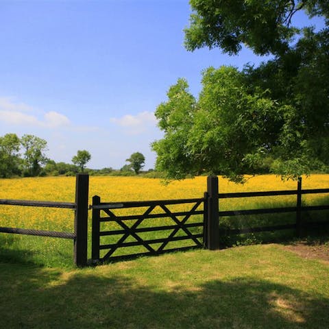Wander the vibrant yellow fields just outside your door