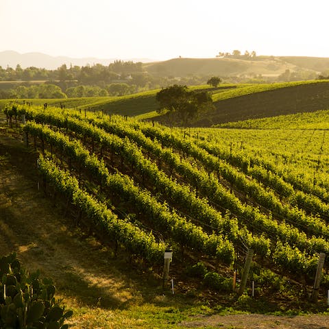 Discover all that the Sonoma wine region has to offer