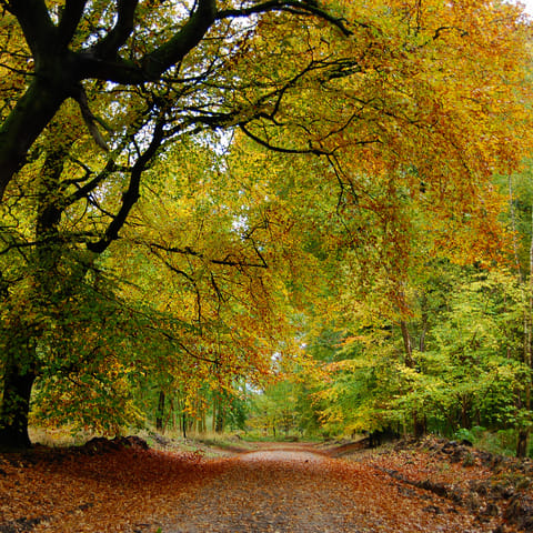 Venture the Wiltshire countryside & enjoy a leisurely amble  with the most scenic surroundings