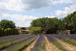 Provence Haven image 6