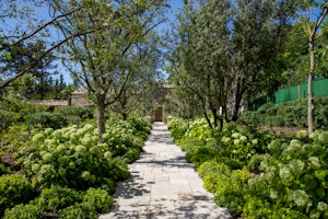 Graceful Vines image 14