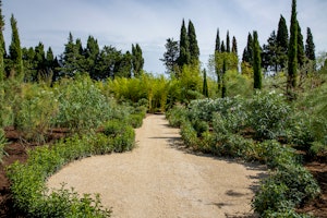 Graceful Vines image 13