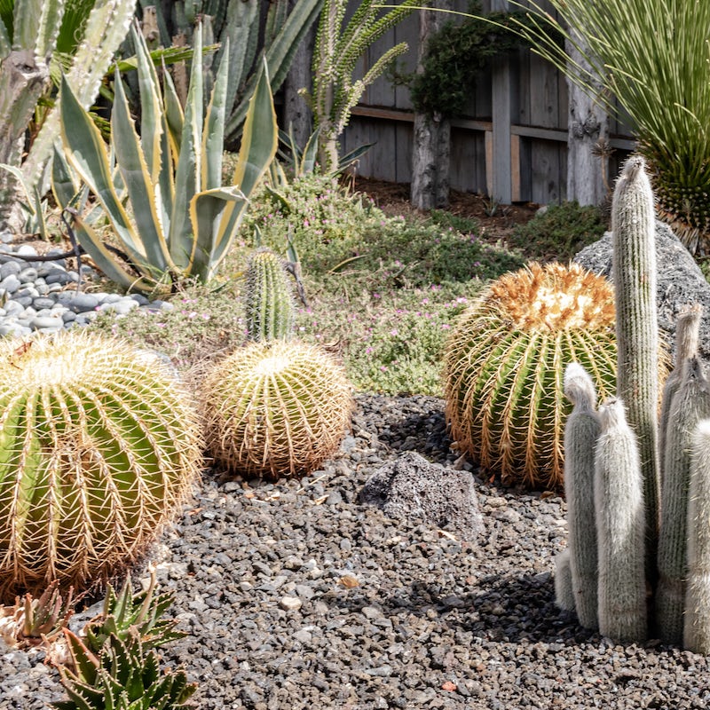 Admire the California-style succulent garden