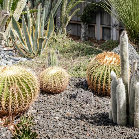 Admire the California-style succulent garden