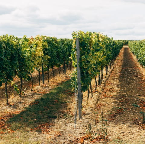 Ask your host to organise a vineyard tour – this is sparkling wine territory