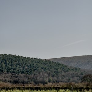 Hergest Lee image 11