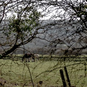 Hergest Lee image 4