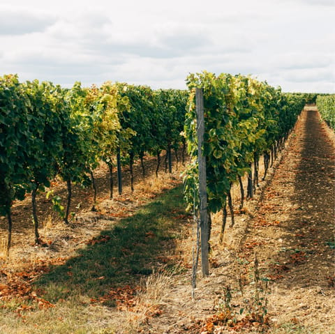 Pay a visit to Quinta da Plansel winery and vast vineyard