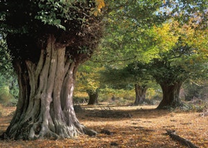Frith Mead image 11