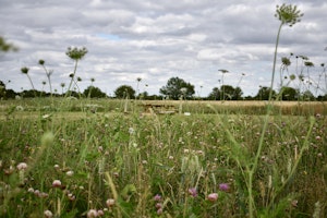 Frith Mead image 6