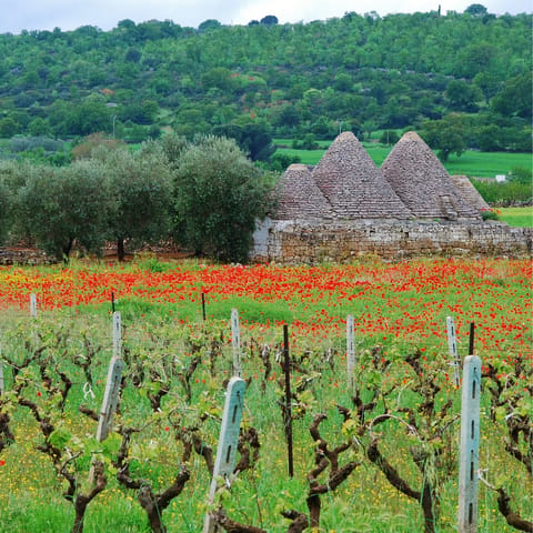 Explore the stunning Italian countryside surrounding Martina Franca