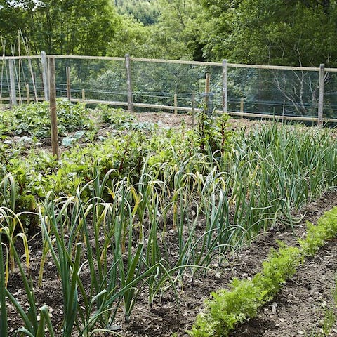 Pick some fresh produce from the veggie patch