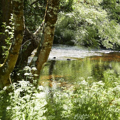 Go for a walk through the bucolic countryside of Dartmoor National Park