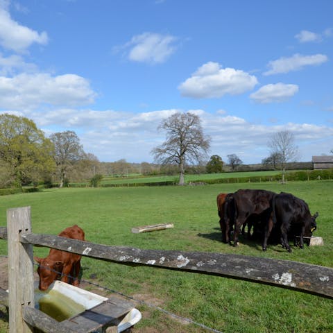 Get to know the local wildlife and animals of Lealands Farm  