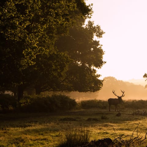 Look out for deers as you stroll around Richmond Park, a ten-minute walk away 