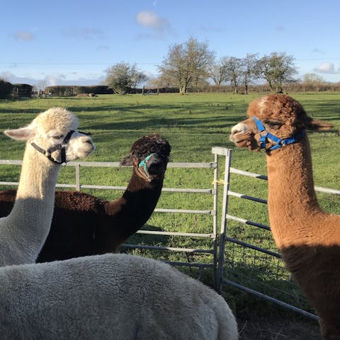 Make friends with the resident Alpacas