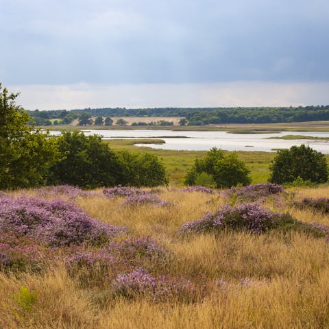 Explore the Suffolk Heaths AONB, about forty minutes by car