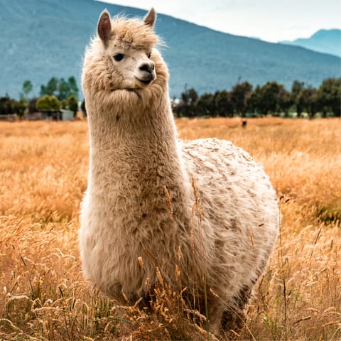 Visit the host's small farm with its llamas and other animals