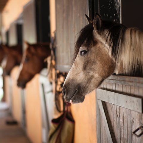 Adventure out into the Umbria countryside with  a horseback ride