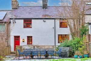 Welsh Wisteria image 7