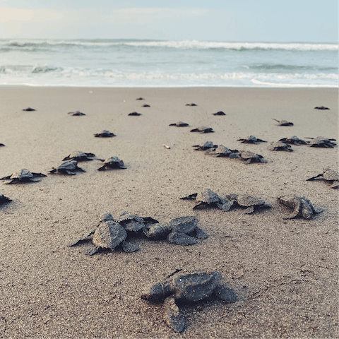 Visit during the summertime and perhaps you'll see the sea turtles laying eggs