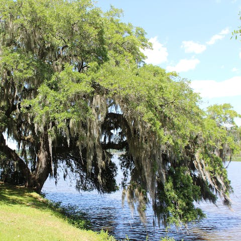 Discover the weeping willow trees in North Charleston Wannamaker County Park