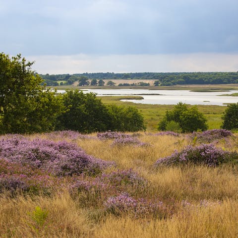 Explore the scenic and nearby Suffolk heaths