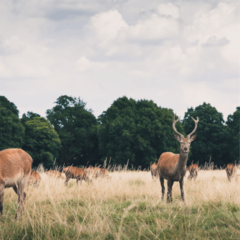 Explore the wildlife of Richmond Park nearby