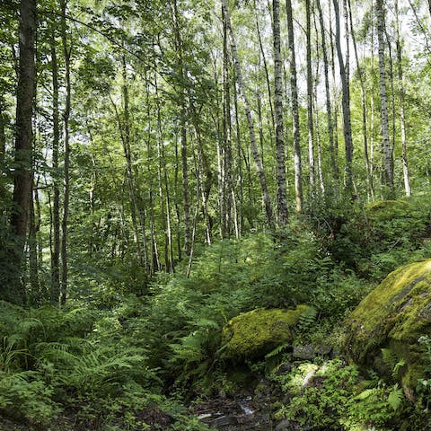 Explore the woodland in the manor's grounds