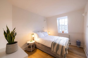 Pimlico Prince image 8