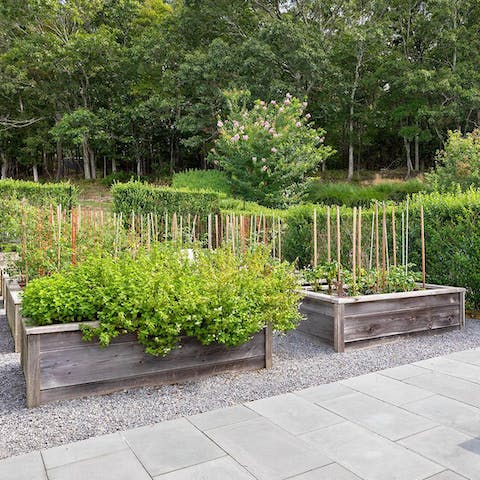 Pick a selection of aromatic herbs for a fresh lunch