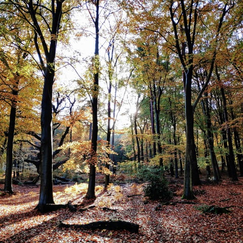 Get some fresh air and take a walk through Sulham Woods