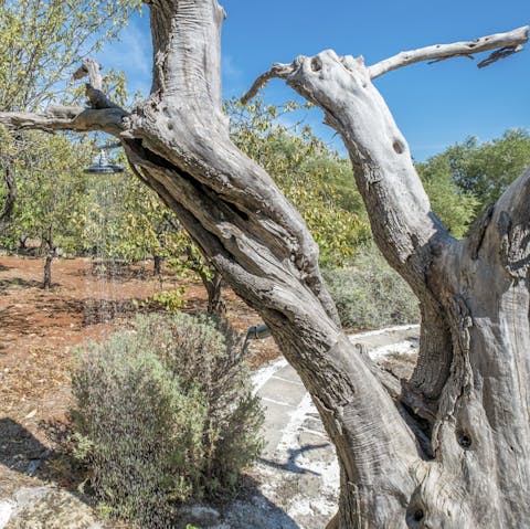 Rinse off under the olive trees