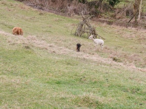Wilderwood image 12
