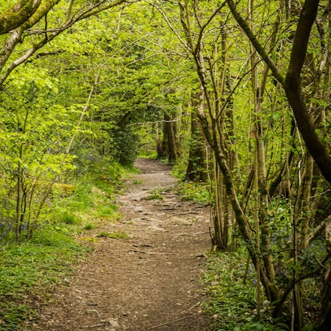 Visit the beautiful Forest of Dean, a thirty-minute drive away