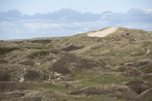 Dune Surfer image 14