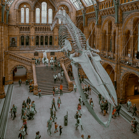 Visit the incredible Natural History Museum, just a twenty-five minute walk away