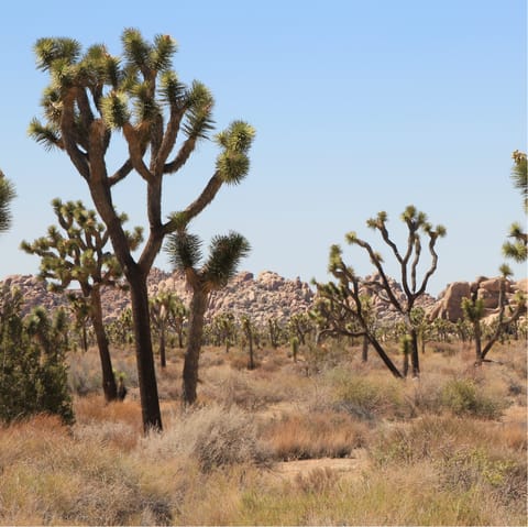 Stretch your legs with a hike through Joshua Tree National Park